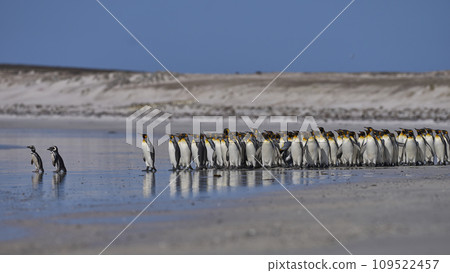 Penguin Beach Penguin Beach 109522457