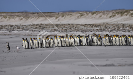 Penguin Beach Penguin Beach 109522461