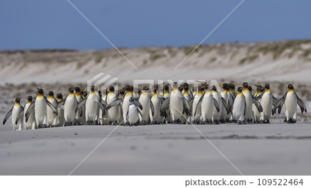 Penguin Beach 109522464