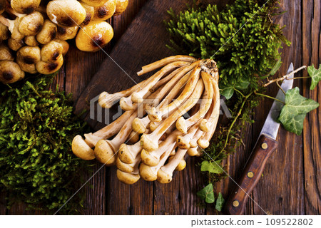 raw mushrooms on kitchen table, fresh mushrooms raw mushrooms on kitchen table, fresh mushrooms 109522802