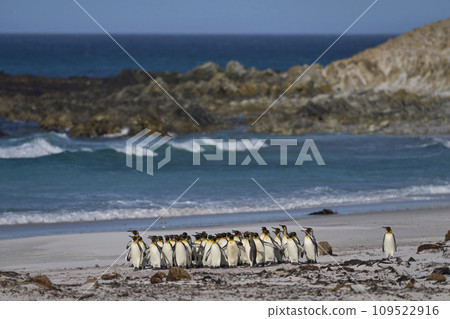 King Penguins in the Falkland Islands 109522916