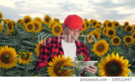 Positive farmer controls agricultural technology via tablet standing in blooming sunflowers field. Farmer integrates computing in sunflowers seeds manufacturing. Farmer with tablet in sunflower field Positive farmer controls agricultural technology via tablet standing in blooming sunflowers field. Farmer integrates computing in sunflowers seeds manufacturing. Farmer with tablet in sunflower field 109522947