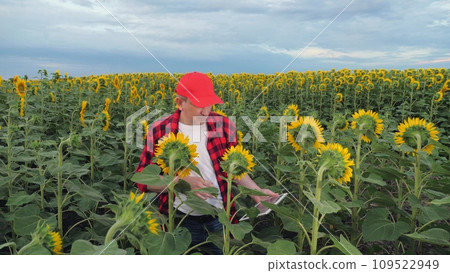 Farmer examines lush sunflowers marking notes on tablet computer in country field. Farmer controls sunflowers cultivation with tablet in field. Farmer with tablet works in sunflower field Farmer examines lush sunflowers marking notes on tablet computer in country field. Farmer controls sunflowers cultivation with tablet in field. Farmer with tablet works in sunflower field 109522949