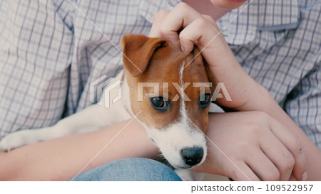Boy shares moment caressing purebred Jack Russell Terrier. Boy and purebred Jack Russell Terrier create friendship. Boy finds serenity in scratching dog behind ear caressing Jack Russell Terrier 109522957