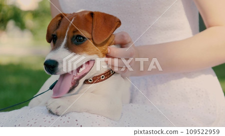 Jack Russell Terrier delights in caresses from hostess. Jack Russell Terrier relishes caresses of lady owner basking in attention. Jack Russell Terrier enjoys caresses of hostess creating lovely bond Jack Russell Terrier delights in caresses from hostess. Jack Russell Terrier relishes caresses of lady owner basking in attention. Jack Russell Terrier enjoys caresses of hostess creating lovely bond 109522959