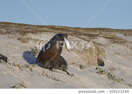 Sea Kion hunting penguins Sea Kion hunting penguins 109523240