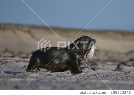 Sea Kion hunting penguins Sea Kion hunting penguins 109523248