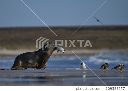 Sea Kion hunting penguins Sea Kion hunting penguins 109523257