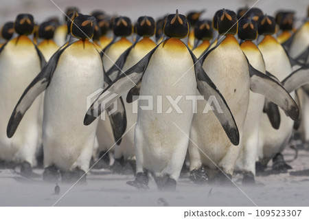 King Penguins on the beach King Penguins on the beach 109523307