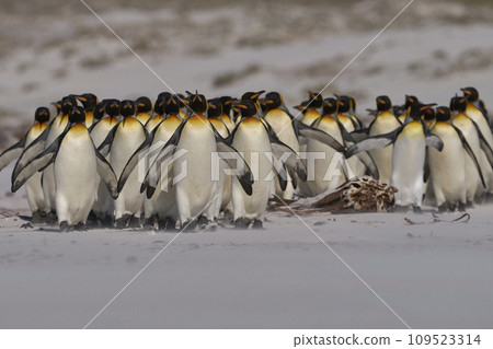 King Penguins on the beach 109523314