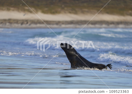 Sea Lion hunting penguins Sea Lion hunting penguins 109523363