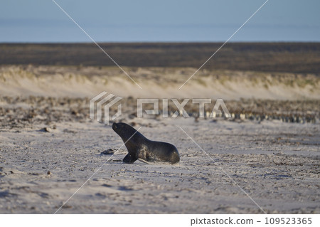 Sea Lion hunting penguins 109523365