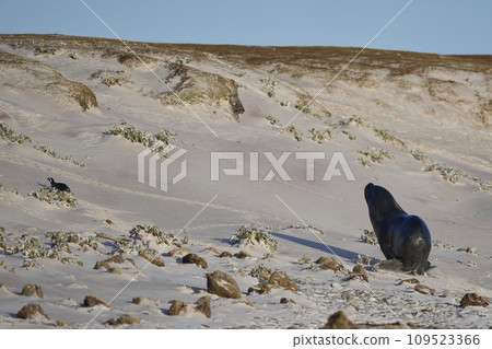 Sea Lion hunting penguins Sea Lion hunting penguins 109523366