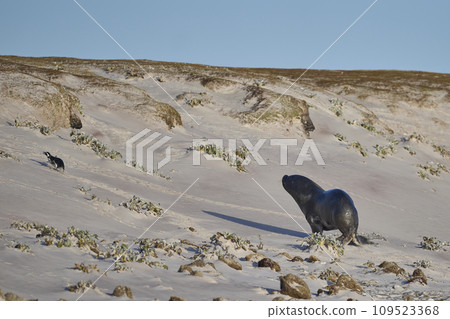Sea Lion hunting penguins Sea Lion hunting penguins 109523368