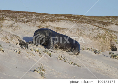 Sea Lion hunting penguins 109523371