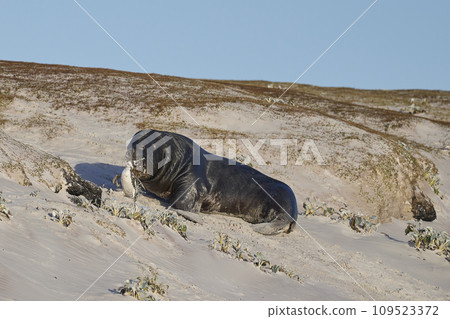 Sea Lion hunting penguins Sea Lion hunting penguins 109523372