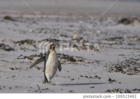 King Penguin on a sandy beach King Penguin on a sandy beach 109523481