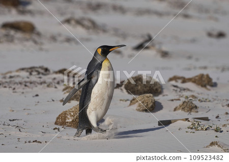 King Penguin on a sandy beach King Penguin on a sandy beach 109523482