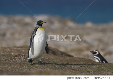 King Penguin on a sandy beach 109523484