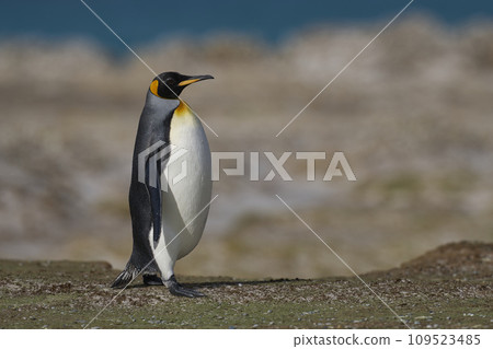 King Penguin on a sandy beach 109523485