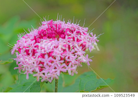 Flowers around the house, various seasons, rows of small pink flowers, beautiful cypress 109523549
