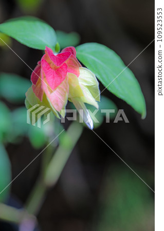 Flowers around the house, various seasons, beautiful sparkling pink petals Flowers around the house, various seasons, beautiful sparkling pink petals 109523553
