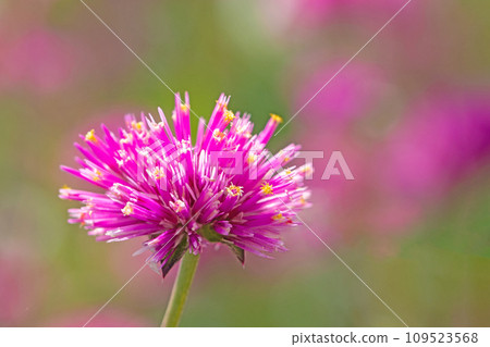 Flowers around the house, various seasons, purple fireworks, early summer sun, red crepe Flowers around the house, various seasons, purple fireworks, early summer sun, red crepe 109523568