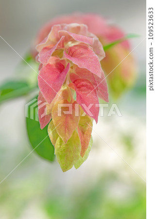 Flowers around the house, various of the four seasons, beautiful sparkling pink petals, Kobiso, Peloperone Flowers around the house, various of the four seasons, beautiful sparkling pink petals, Kobiso, Peloperone 109523633