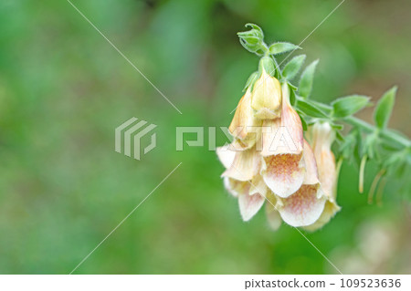 房子周圍的花，各個季節，鐘形花瓣，毛地黃花 109523636