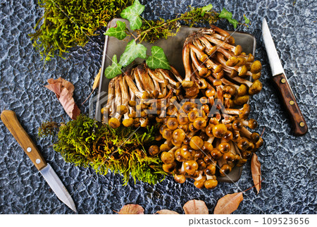 raw mushrooms on kitchen table, fresh mushrooms raw mushrooms on kitchen table, fresh mushrooms 109523656