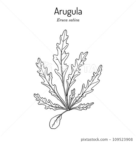 Arugula, or rocket (eruca sativa), edible and medicinal plant 109523908