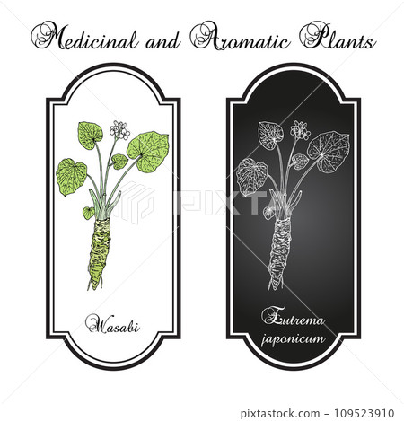 Wasabi or Japanese horseradish (Eutrema japonicum), edible plant 109523910