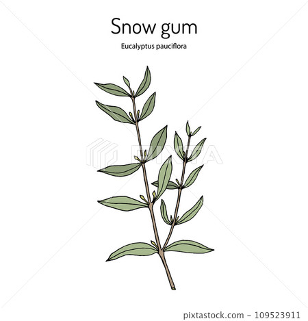 Snow gum, or white sally (Eucalyptus pauciflora), medicinal plant Snow gum, or white sally (Eucalyptus pauciflora), medicinal plant 109523911