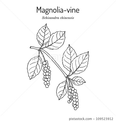 Branch of Chinese Schisandra (five flavor berry). Hand drawn botanical vector illustration 109523912