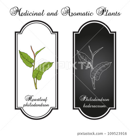 Heartleaf philodendron (Philodendron hederaceum, or scandens), ornamental house plant. Heartleaf philodendron (Philodendron hederaceum, or scandens), ornamental house plant. 109523916