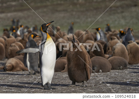 King Penguin colony 109524018