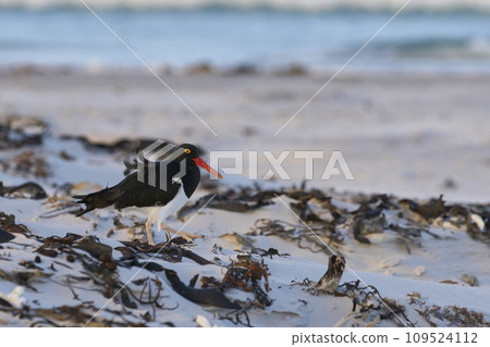 Magellanic Oystercatcher 109524112