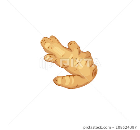Ginger root on a white background. Food vector icon in a cartoon style. Healthy food concept. Vector illustration for food design. Ginger root on a white background. Food vector icon in a cartoon style. Healthy food concept. Vector illustration for food design. 109524397