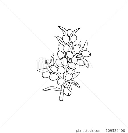 Sea buckthorn hand-drawn vector illustration. Branch with berries, and leaves. Simplified isolated vector illustration. Sea buckthorn hand-drawn vector illustration. Branch with berries, and leaves. Simplified isolated vector illustration. 109524408