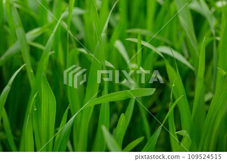 大麥幼葉 大麥幼葉 109524515