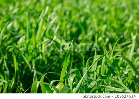 Barley young leaves 109524534