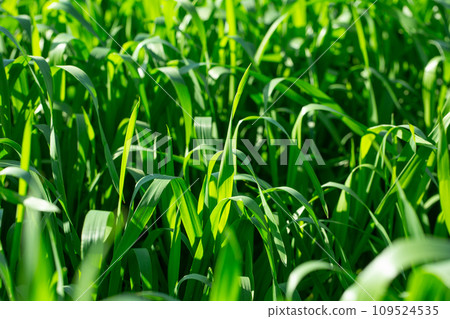 Barley young leaves 109524535