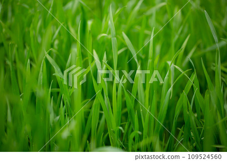 Barley young leaves 109524560