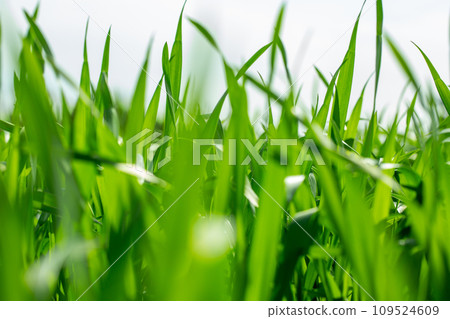 Barley young leaves 109524609