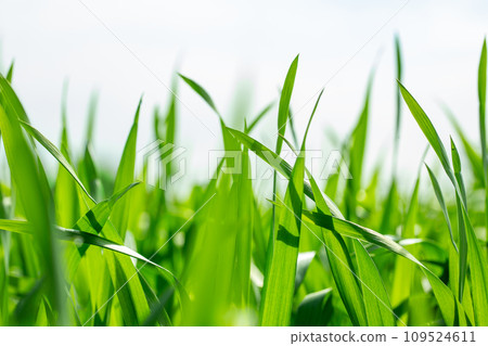 Barley young leaves 109524611