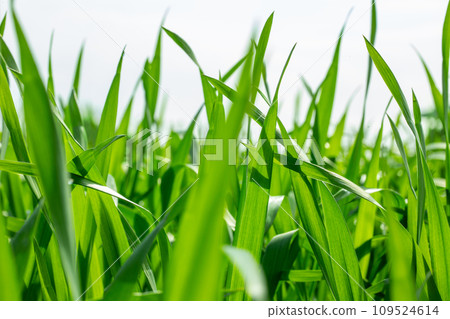 Barley young leaves 109524614