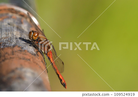 Akakane（男性）在初冬 109524919