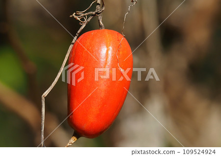 花椰菜的果實 109524924