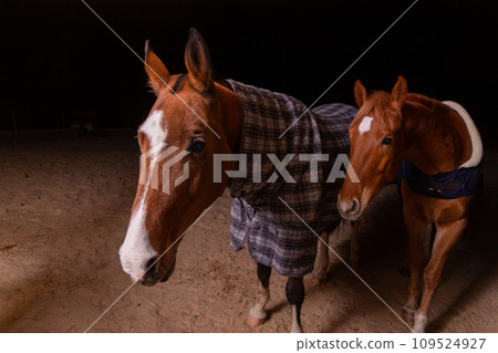Portrait close up of two purebred saddle horses wearing checkered blanket 109524927