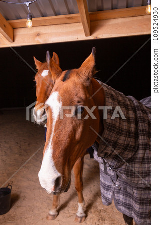 Portrait close up of two purebred saddle horses wearing checkered blanket 109524930